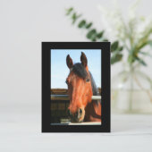 ダークブラウン馬はがき ポストカード (スタンド正面)
