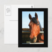ダークブラウン馬はがき ポストカード (正面/裏面)