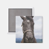 ダークブラウン馬 マグネット (正面/裏面)