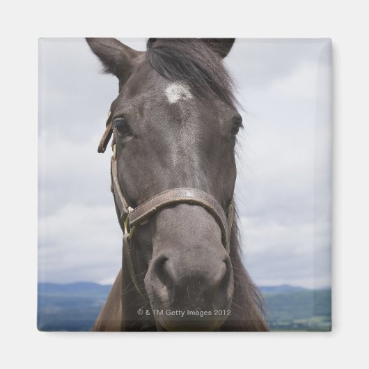ダークブラウン馬 マグネット (正面)