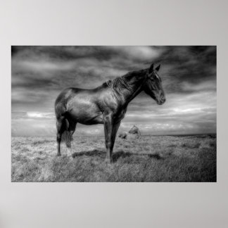 ダークホースポスター ポスター