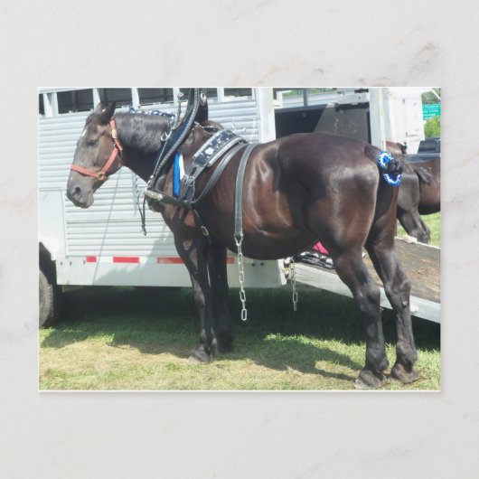 ダークホース ポストカード (正面)