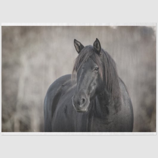 ダークホース 薄葉紙 (正面)