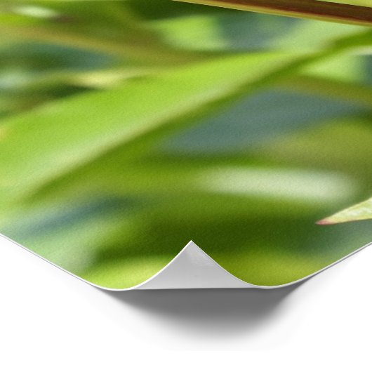 ダークマルーンのベルベット牡丹 ポスター (角)