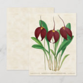 ダークレッドマスデヴァリアオーキッドヴィンテージ植物学 ポストカード (正面/裏面)