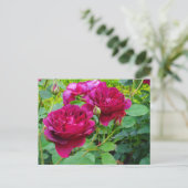 ダーシーバスセルバラ#2はがき ポストカード (スタンド正面)