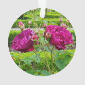 ダーシーブセルバラ#3オーナメント オーナメント (裏面)