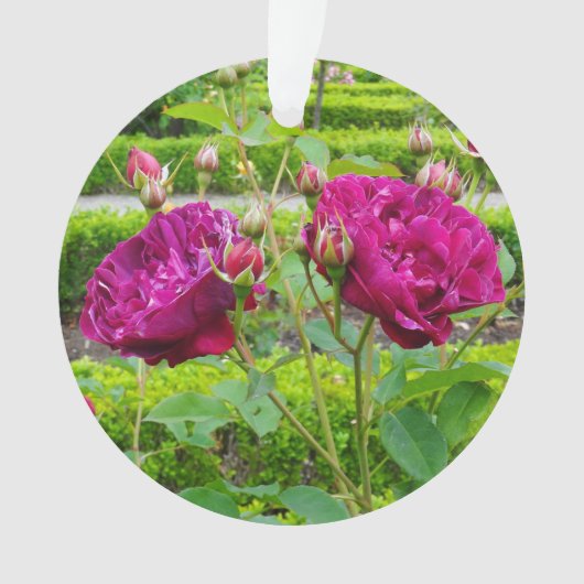 ダーシーブセルバラ#3オーナメント オーナメント (正面)