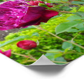 ダーシー・ブセルバラ#3ポスター ポスター (角)