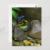 ダーツカエルの仲間 ポストカード (正面/裏面)