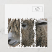 ダーティ3高箱はがき ポストカード (正面/裏面)