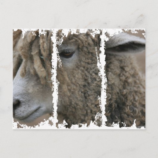 ダーティ3高箱はがき ポストカード (正面)