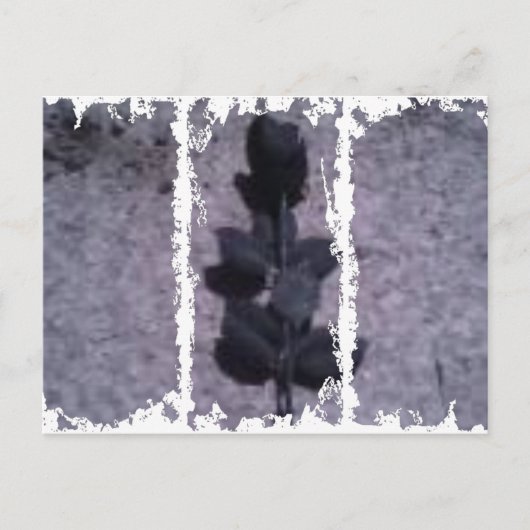 ダーティ3高箱はがき ポストカード (正面)