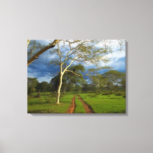 ダートトラックによる発熱の木（アカシア黄色目） キャンバスプリント (正面)