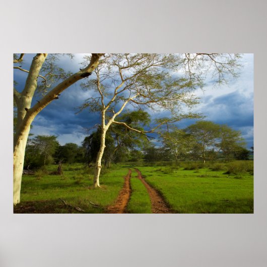 ダートトラックによる発熱の木(アカシア黄色目) ポスター (正面)