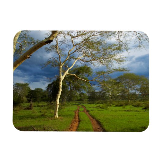 ダートトラックによる発熱の木（アカシア黄色目） マグネット (横)