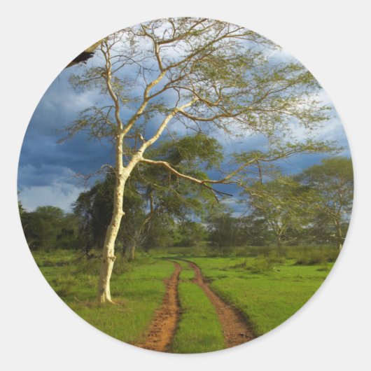 ダートトラックによる発熱の木（アカシア黄色目） ラウンドシール (正面)