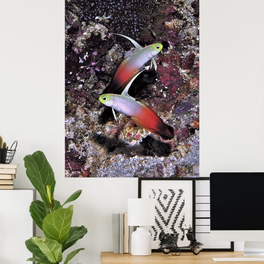 ダートフィッシュのペア ポスター (ホームオフィス)