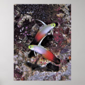 ダートフィッシュのペア ポスター (正面)