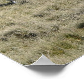 ダートムアヒツジ ポスター (角)