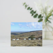 ダートムアヒツジ ポストカード (スタンド正面)