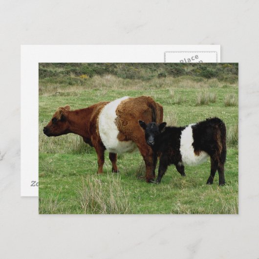 ダートムーアのベルト付きガロウェイ牛と子牛 ポストカード (正面/裏面)