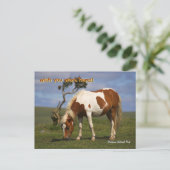 ダートムーア国立公園にあるかわいいワイルドポニー ポストカード (スタンド正面)