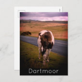 ダートムーア国立公園の道路のポニー シーズンポストカード (正面/裏面)