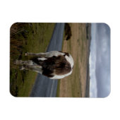 ダートムーア国立公園の道路のポニー マグネット (横)