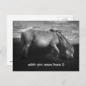 ダートム威厳のあるアポニーポートレートはがき ポストカード (正面/裏面)