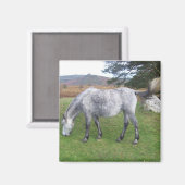 ダートモアポニー マグネット (正面/裏面)