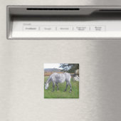 ダートモアポニー マグネット (インサイチュ (食洗機))