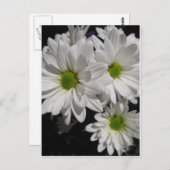 ダーリンデイジー ポストカード (正面/裏面)