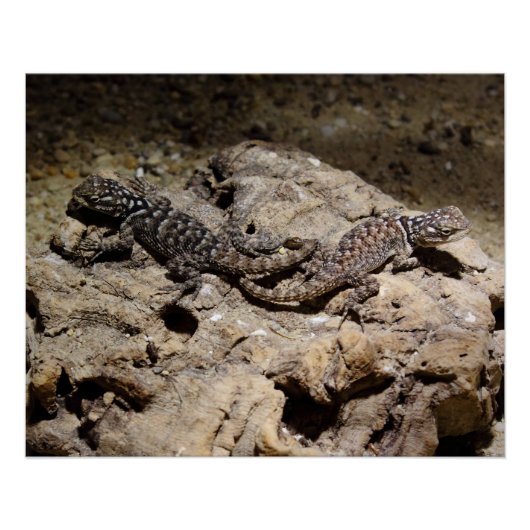 チアノゲネイ ポスター (正面)