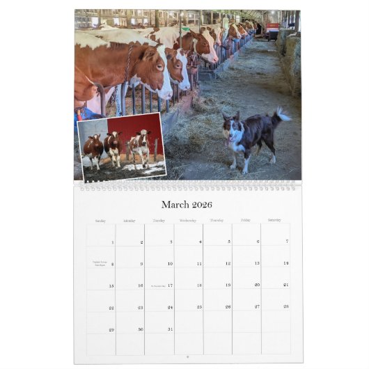 チェイス乳製品の牛と子牛のカレンオーガニックダー カレンダー (3月 2026)