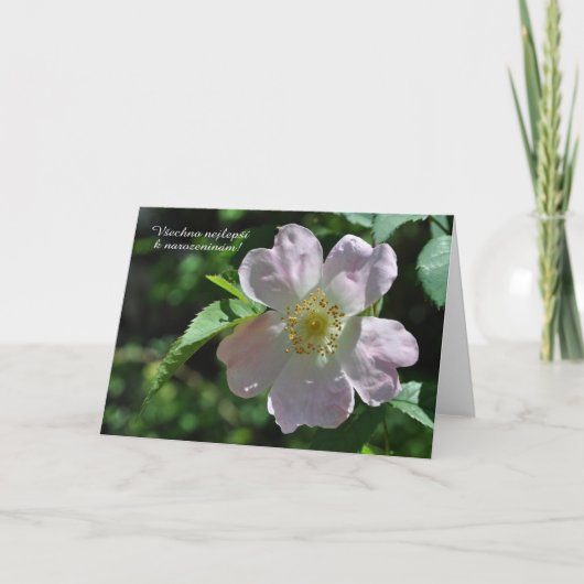 チェコ誕生日カード カード (正面)