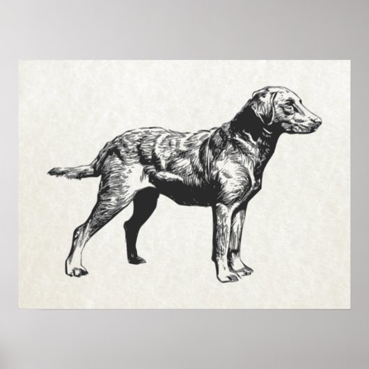 チェサピーク・ベイ・レトリバー ポスター (正面)