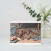 チェサピーク・ベイ・レトリバー ポストカード (スタンド正面)