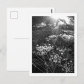 チェシャーの霜の朝 ポストカード (正面/裏面)