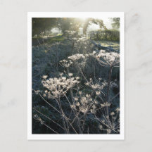 チェシャ霜の降りたハガキの朝