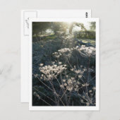 チェシャ霜の降りたハガキの朝 ポストカード (正面/裏面)