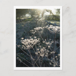 チェシャ霜の降りたハガキの朝 ポストカード