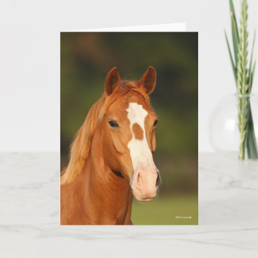 チェストナット・オルデンバーグ・クロスウェルシュ岬 カード (正面)