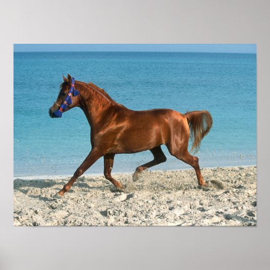 チェスナンアラブスタリオンランニングビーチ ポスター (正面)