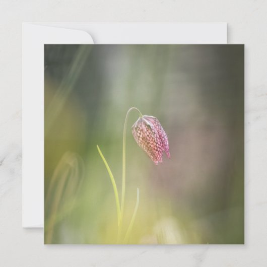 チェスフラワー自然フォトカード (正面)
