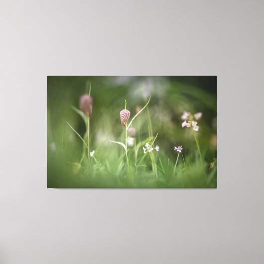 チェスフラワー自然写真 キャンバスプリント (正面)