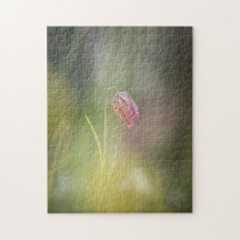 チェスフラワー自然写真