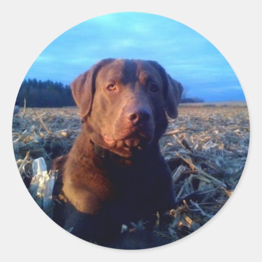 チェッシー ラウンドシール (正面)