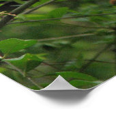 チェロキーオールド登山バラ ポスター (角)