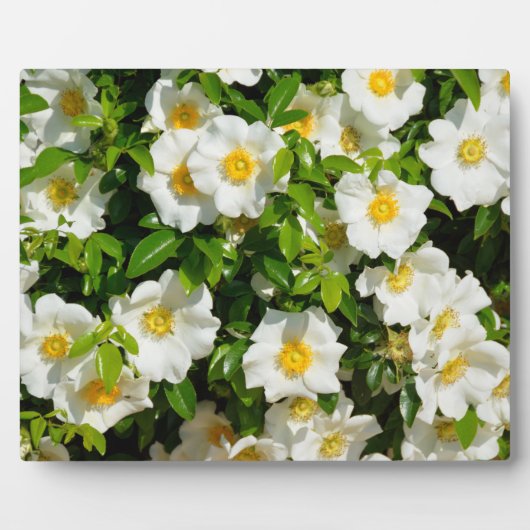 チェロキーバラ公式州フラワーグルジア，アメリカ フォトプラーク (正面)